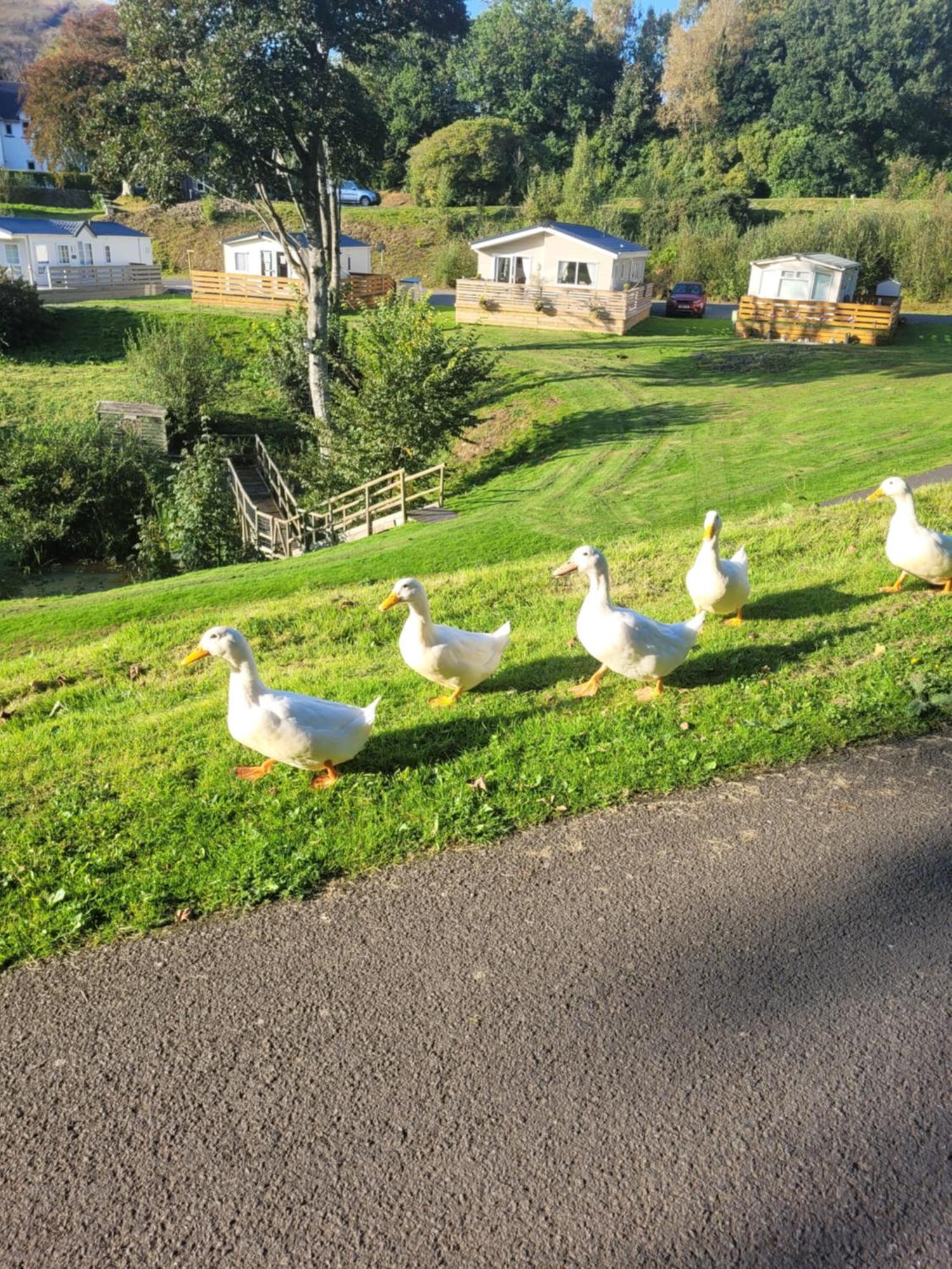 The Sunny Bunny Holiday Home Ballantrae Exteriör bild